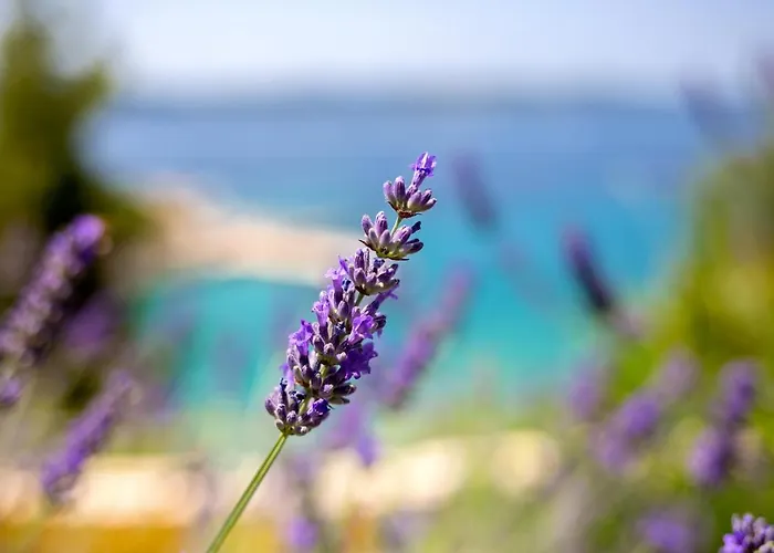 Διαμέρισμα Blue Bay *