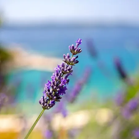 Apartmán Blue Bay *